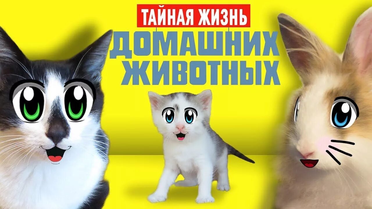 Кот малыш и кошка Мурка. А ну ка давайка. Анука давайка Мурка и малыш. А ну ка давайка кошки.