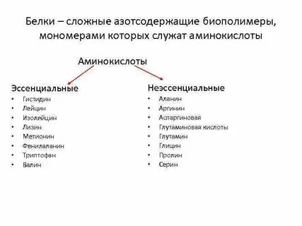 Белки относятся к нерегулярным биополимерам