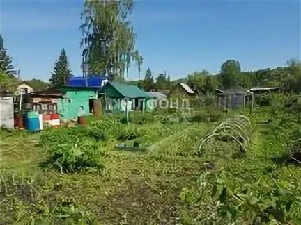 Любители садоводы новосибирска