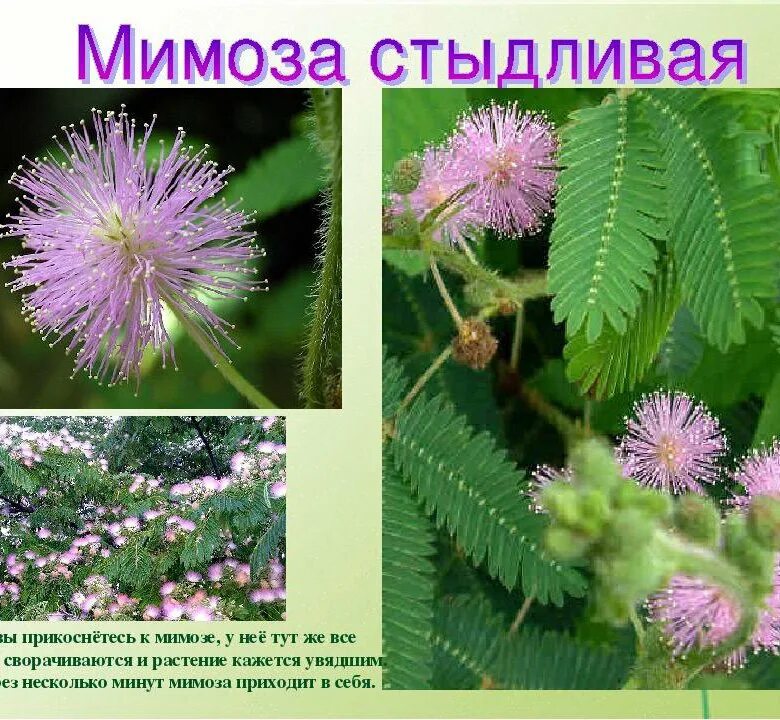 Стыдливая Мимоза растение. Мимоза стыдливая недотрога. Мимоза стыдливая (Mimosa pudica). Мимоза недотрога цветы. Мимоза описание растения