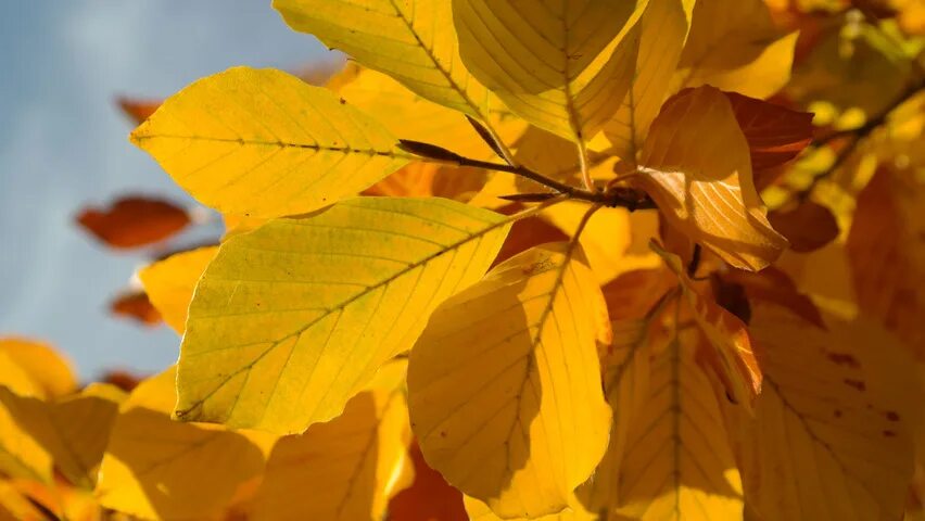Autumn Leaves Fall Oak - Free photo on Pixabay Leaf compost, Oak leaves, Leaves