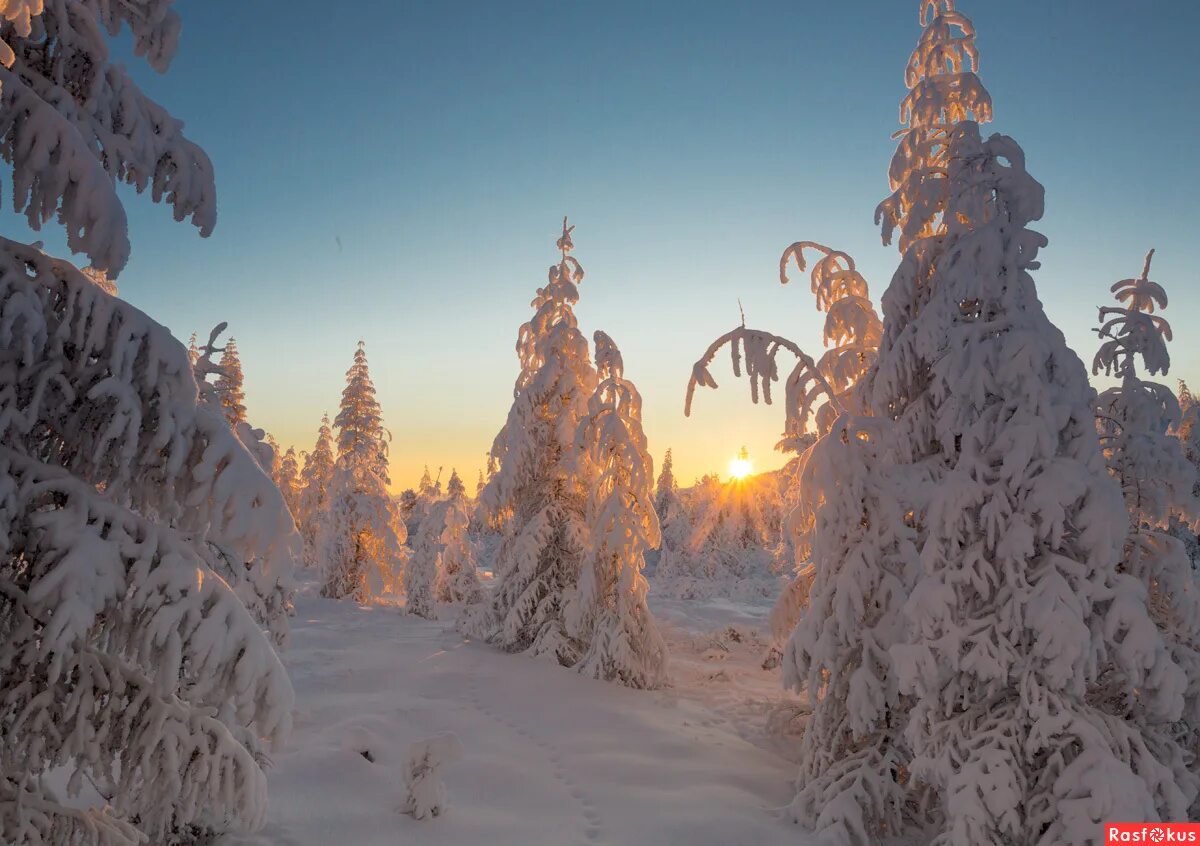 Якутия зимой. Якутия Оймякон лес. Зимняя природа Якутии. Зимний пейзаж Якутии.