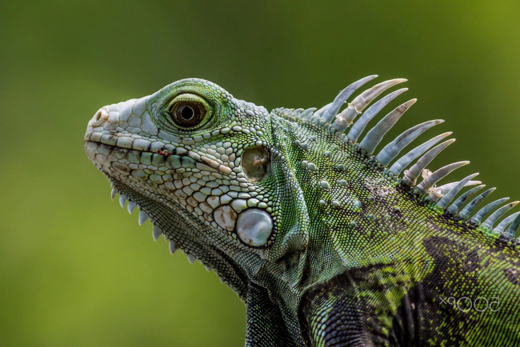 Рептилии ящерицы игуаны. Зелёная игуана третиё глаз. Чешуйчатые игуана зеленая позвоночные. Ящерицы крокодилы и хамелеоны.