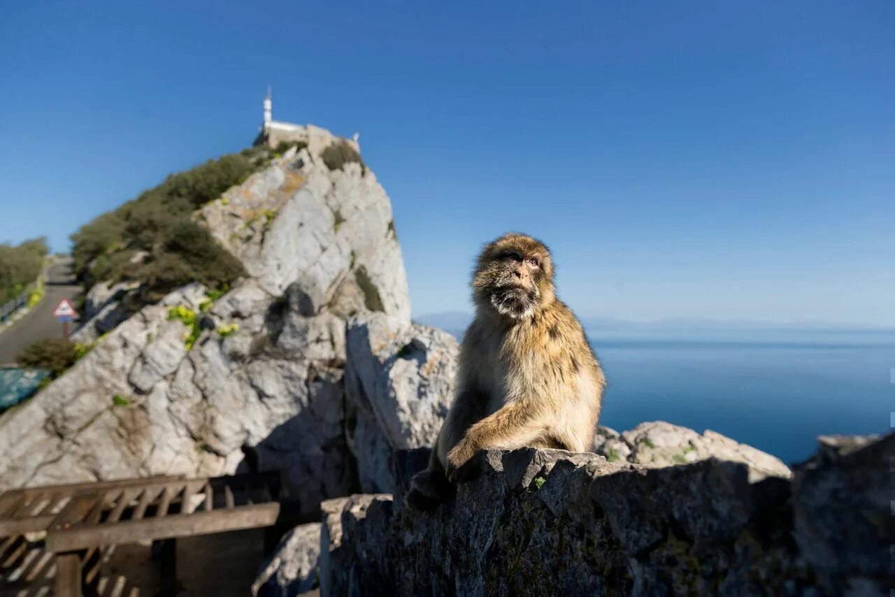 Скала обезьяна. Маготы Гибралтара. Макаки Гибралтара. Гибралтар обезьяны. Обезьяна на скале.