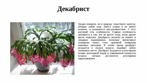 Комнатные растения доклад