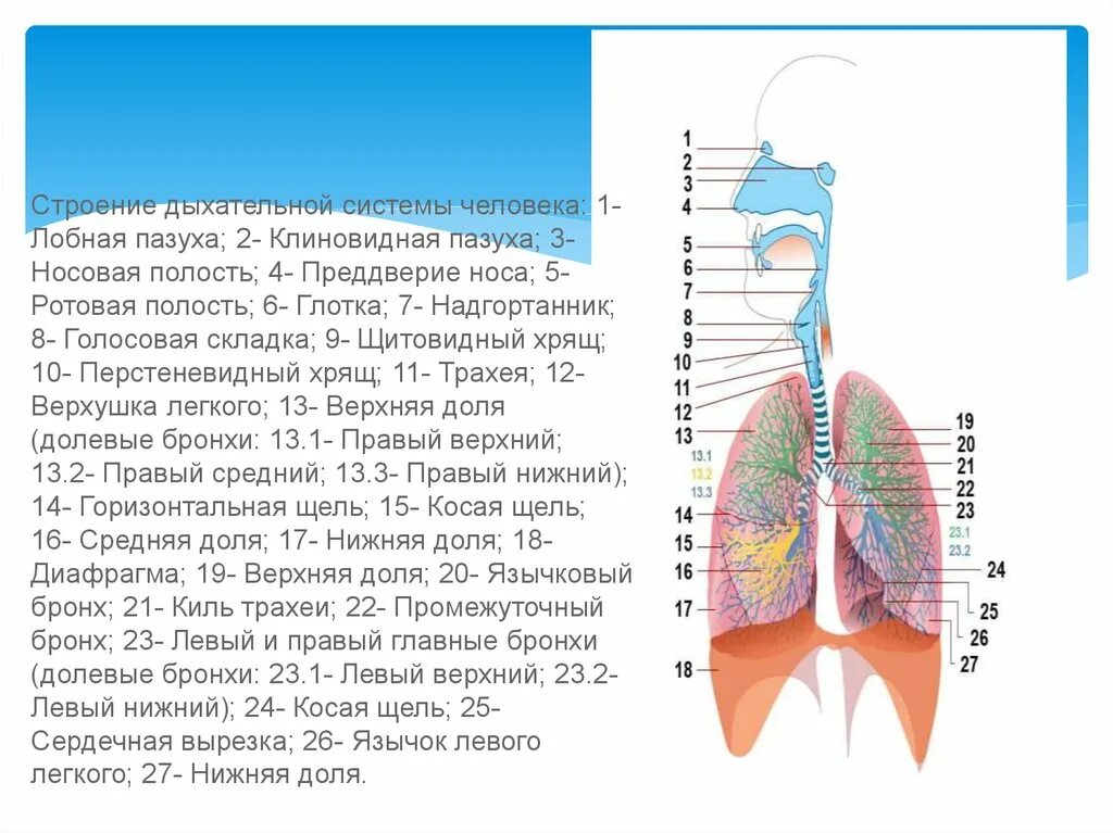 Органы обеспечивающие дыхание человека. Строение органов дыхательной системы. Строение и функции дыхательной системы анатомия. Общая схема строения дыхательной системы. Дыхательная система анатомия органов дыхания строение.