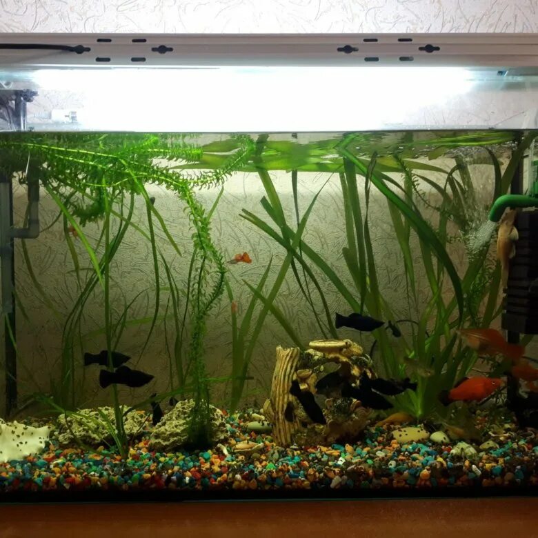 Аквариум 140 - 160 литров. Аквариум 140 литров с рыбками. Аквас 200 литров. Размеры аквариума на 140 литров. Аквариум 140 - 160 литров.