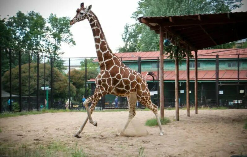 Жираф в зоопарке сколько лет. Жираф Ленинградский зоопарк 2022. Жираф Питер зоопарк.