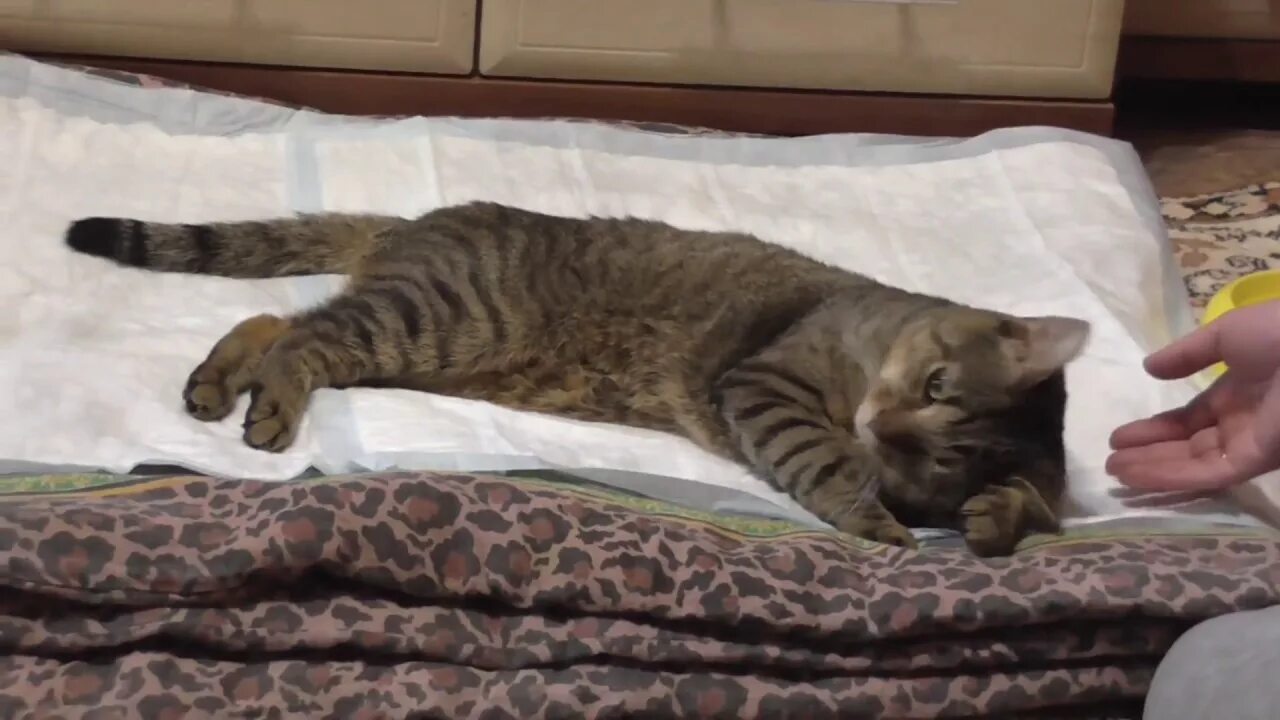 Почему кот не отходит. Кастрированные коты лежат.