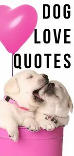 Love like a dog