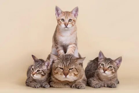 Бест кошки