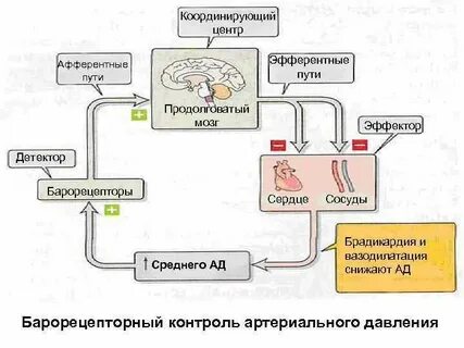 Механизмы саморегуляции кровяного давления