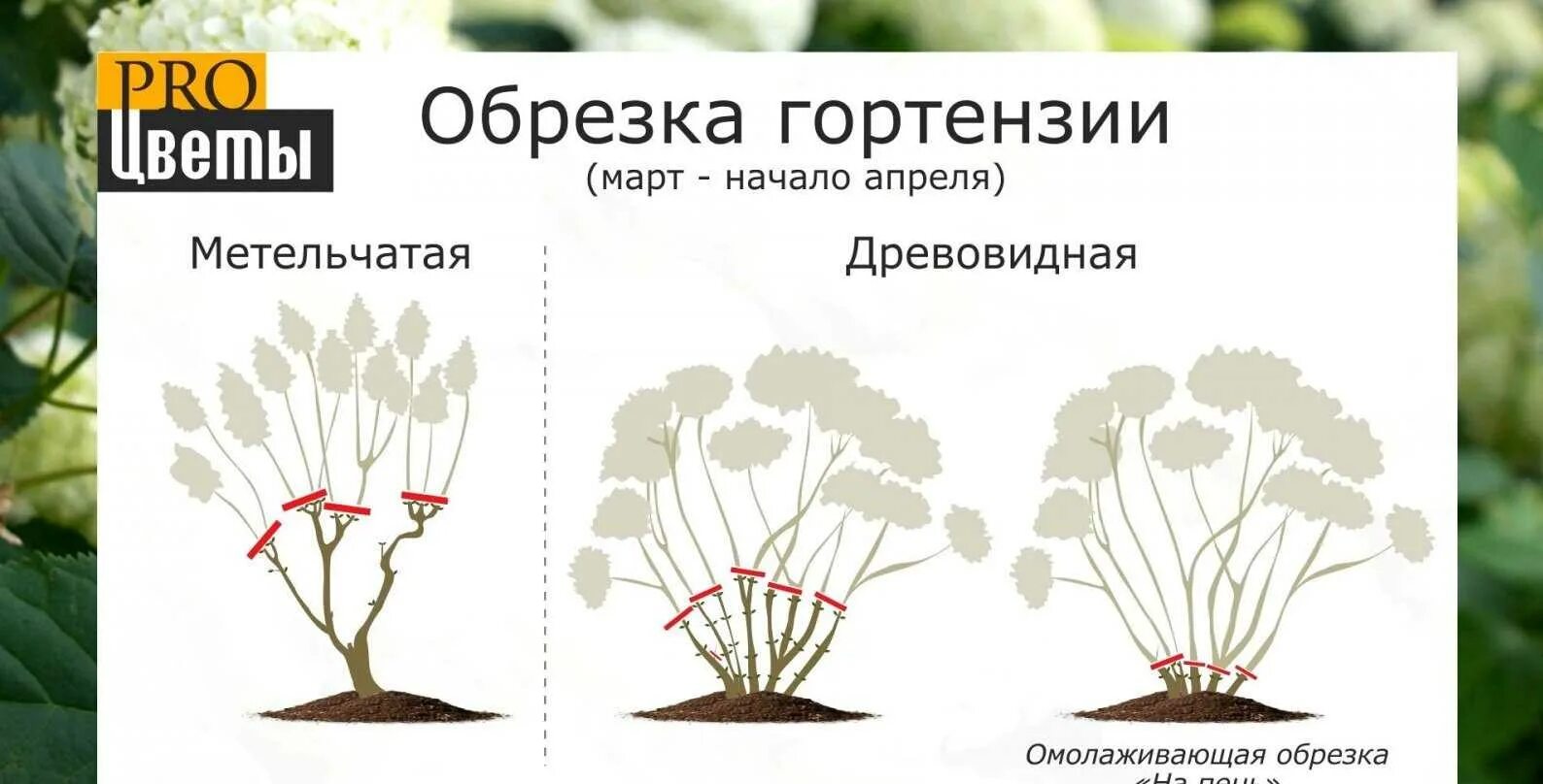 Нужно ли обрезать метельчатую гортензию