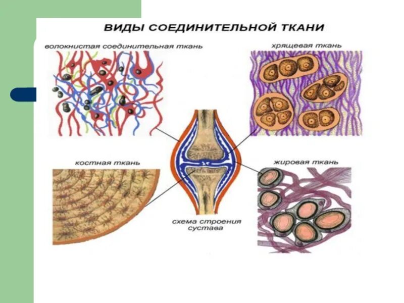 Подвиды соединительной ткани. Соединительная ткань человека анатомия. Строение соединительной ткани 8 класс биология. Соединительная ткань суставов.