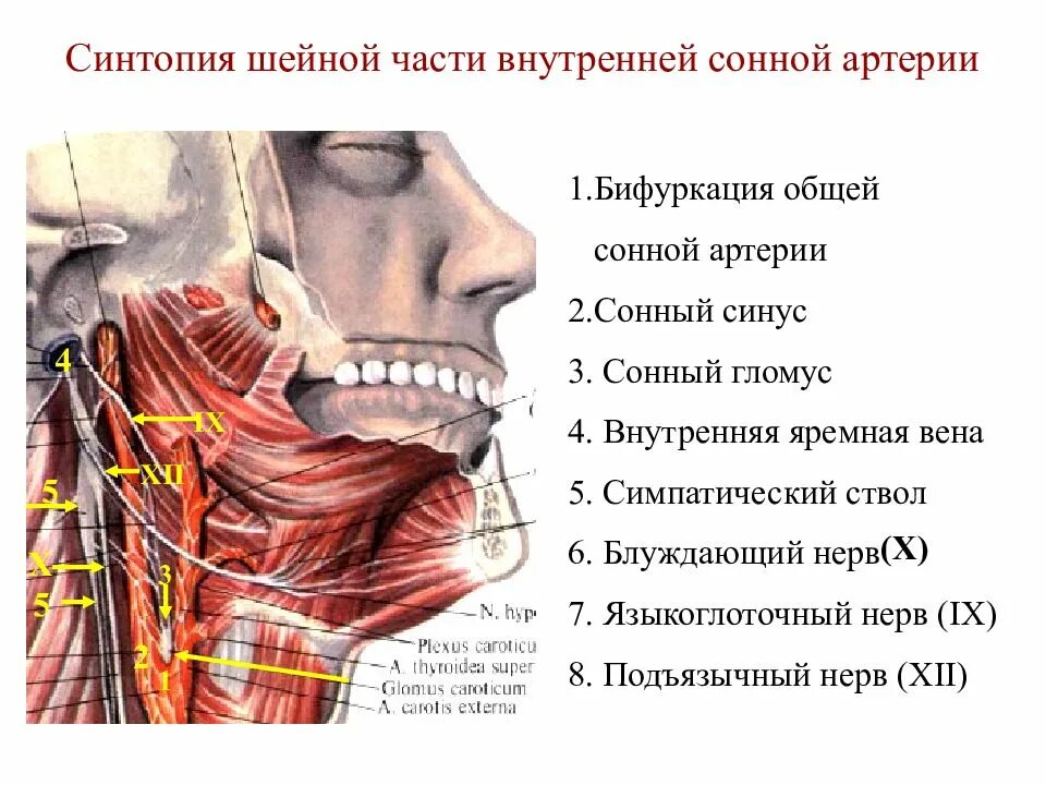 Общая сонная. Где располагаются общие сонные артерии. Бифуркация оса справа. Устье вса сонной артерии что это. Уровень бифуркации общей сонной артерии.