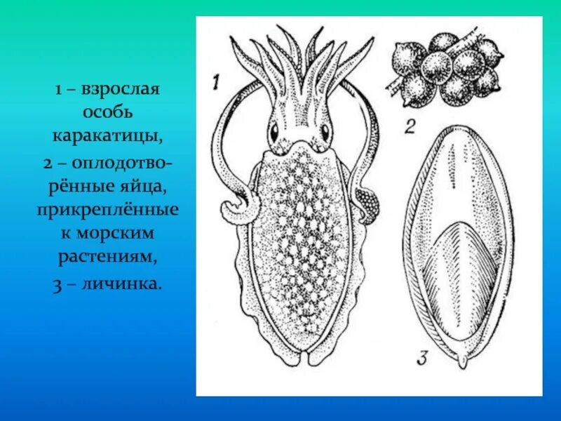 Какой тип характерен для каракатицы. Раковина каракатицы строение. Анатомия каракатицы. Размножение каракатиц. Размножение головоногих каракатица.