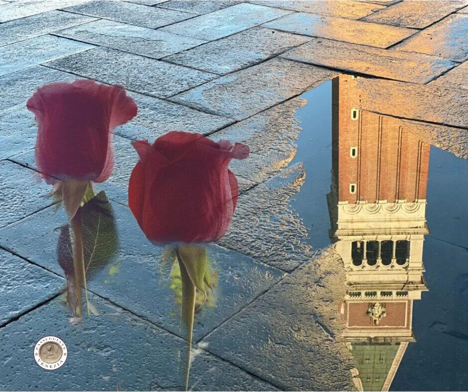 Venice rose. Venice rose. Растения венеции. Venice rose актриса. Венеция ждет.