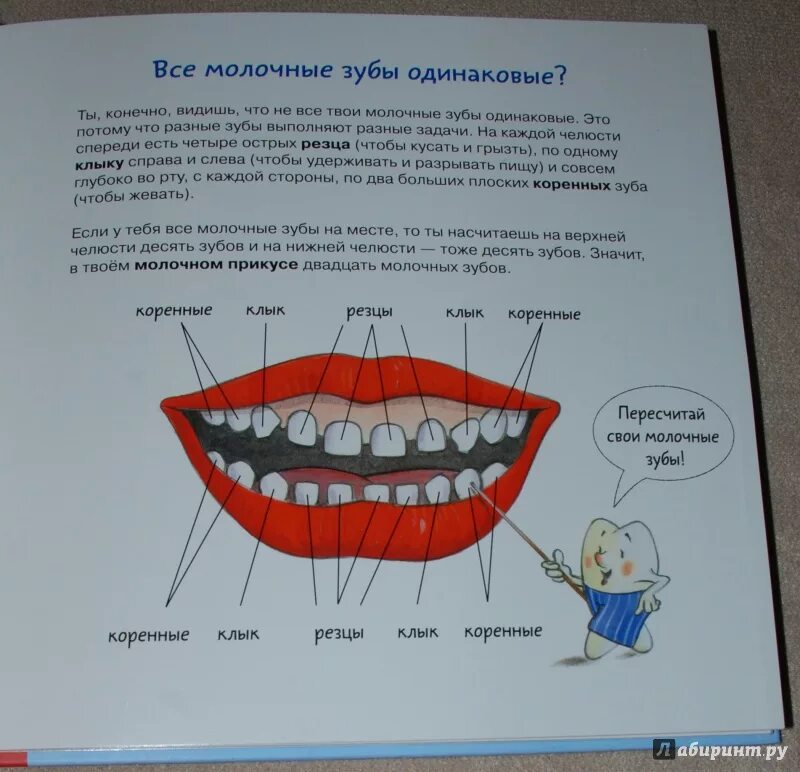 Интересные факты о стоматологии. Рассказ про зуб. Сказка про зубы для детей. Рассказ про зуб. Сказка про зубы.