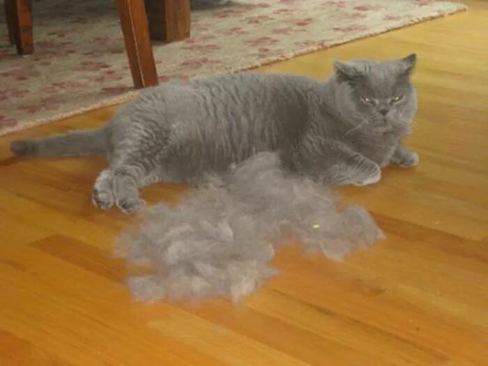 Кошка линяет. Когда меняются шерсть у шотландских котят. Хайленд-фолд шотландская вислоухая котята. Шотландская вислоухая кошка шерсть. Линька у вислоухих шотландцев.