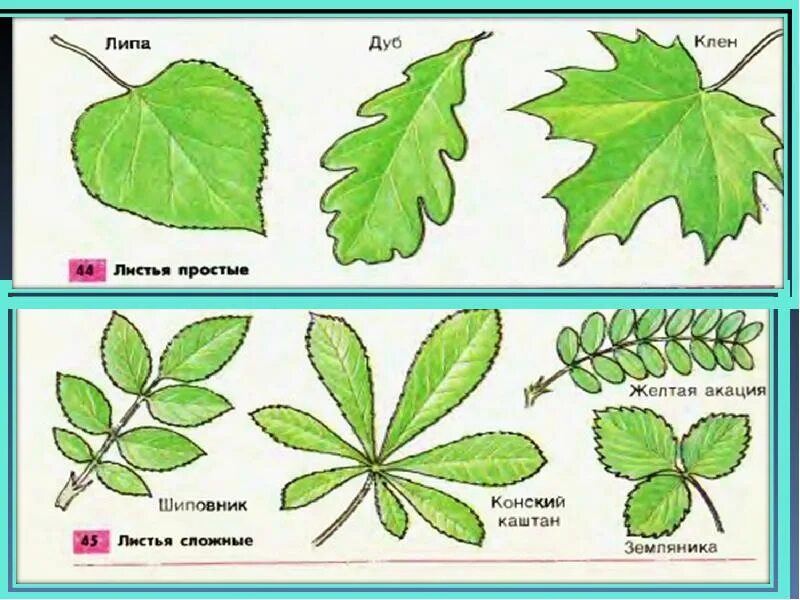 Клен простой или сложный лист. Простые и сложные листья. Формы сложных листьев. Деревья с простыми листьями. Какой лист называют сложным