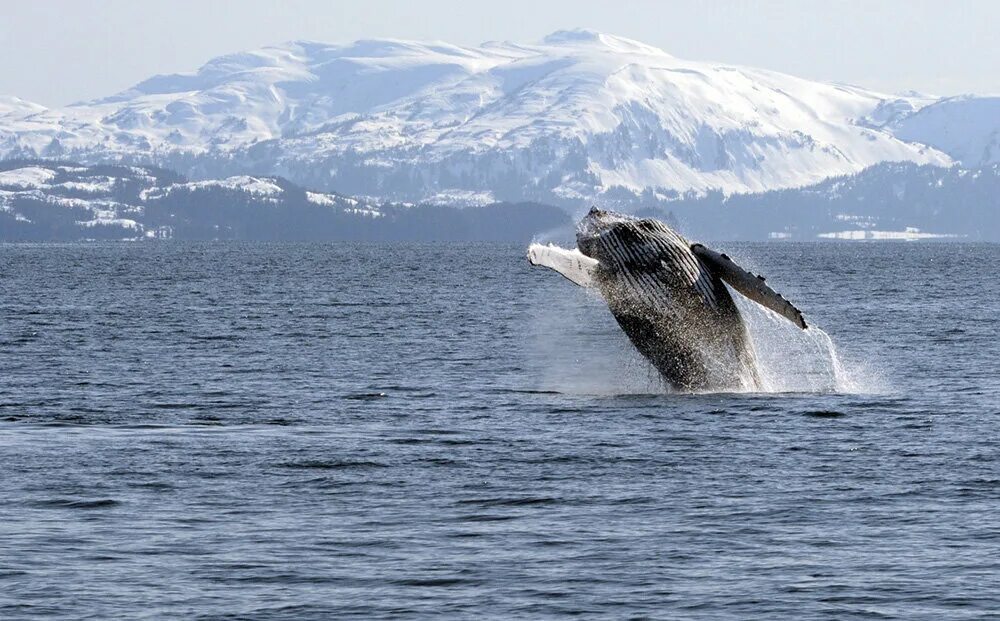 Горбатый кит Териберка. Финвалы Баренцева моря. Финвал Камчатка. Горбатый кит Кольский полуостров. Аляска кит