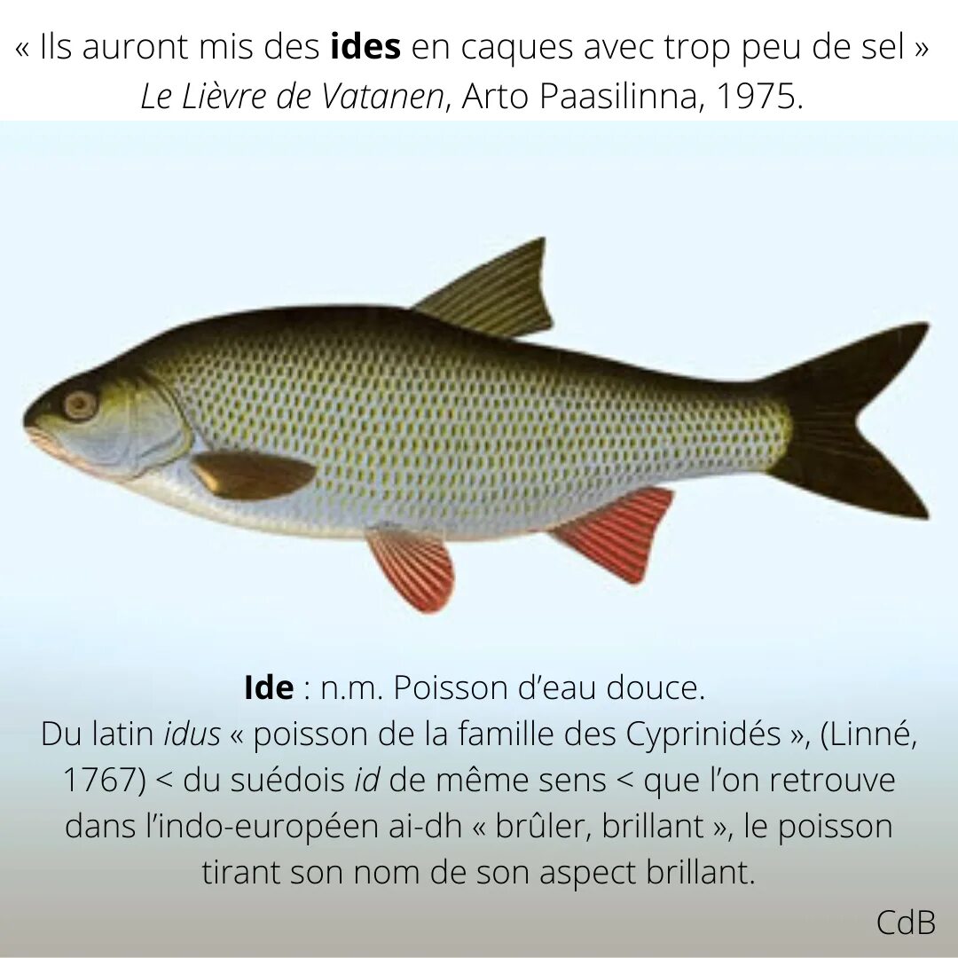 Как выглядит рыба язь. Язь leuciscus idus. рыба leuciscus idus. амурский язь. leuciscus waleckii.