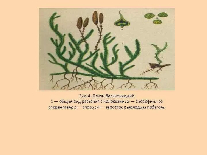 Общий вид плауна булавовидного. Споры плауна булавовидного. Спорофилл плауна булавовидного. Цикл развития плауна булавовидного. Плаун булавовидный схема