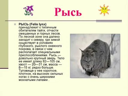 Растение или животное лесных зон интересные факты
