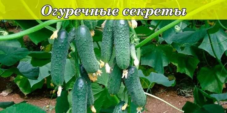 Как понять что огурец созрел. Огурец мелен f1. огурец каприкорн f1. семена огурца саунд f1. огурец страж f1.