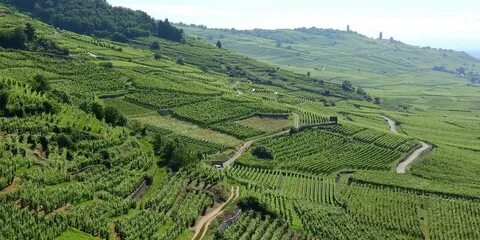Des vignes