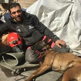 Спасение собак