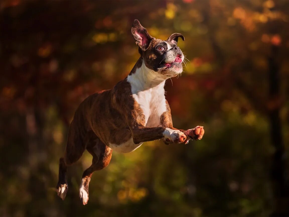 Собака прыгает. Щенок в прыжке. Собачка в прыжке. Прыгучая собака. My dog can jump