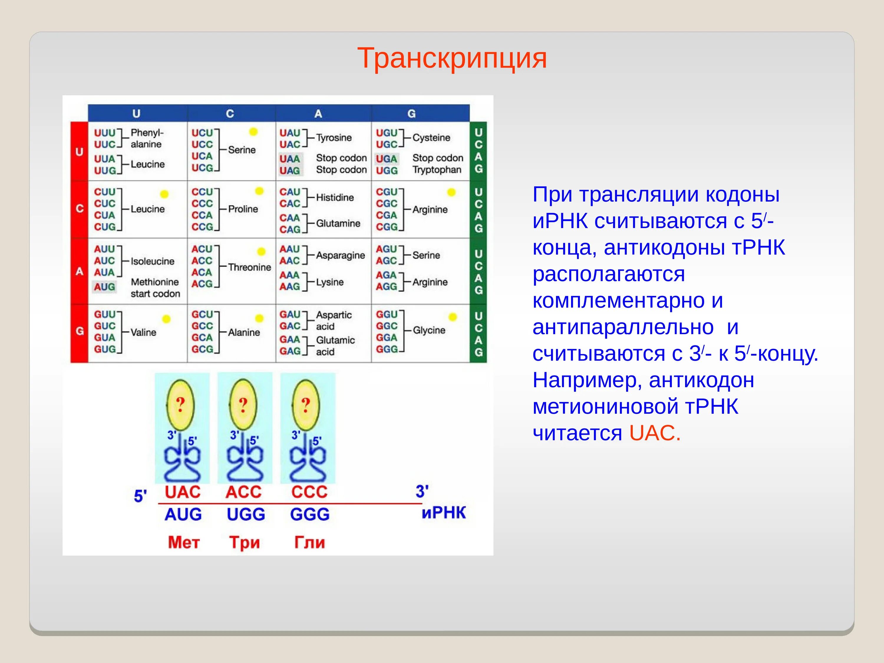 Концы транскрибируемая днк. Антикодон транспортной РНК. Комплементарный кодон и РНК. Кодон и антикодон. Транскрипция ИРНК.