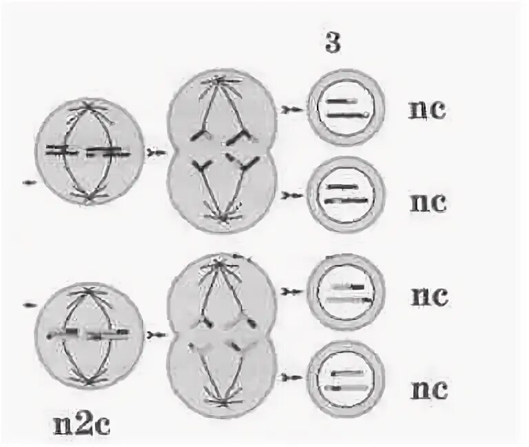 Схема митоза 2n. Фазы митоза и мейоза ЕГЭ. Мейоз 1 и мейоз 2. Схема мейоза 2n. Митоз мейоз nc