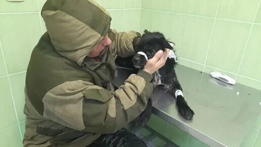 Зоопапа спасение животных. Зоопапа спасение животных