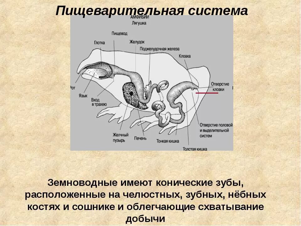Пищеварительная система земноводных строение и функции. Строение пищеварительной системы амфибий. строение пищеварения земноводные. система пищеварительной системы лягушки. земноводные пищеварит система.