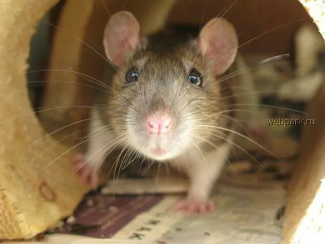 Испуганная крыса. Удивленная мышь. Крысиные восьмизубы. Крысиная морда. Желтая крыса фото.