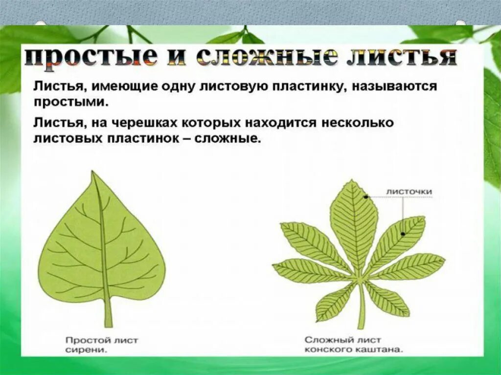 Чем сложный лист отличается от простого. Строение сложного листа. Простой и сложный лист различия. Сложные листья.