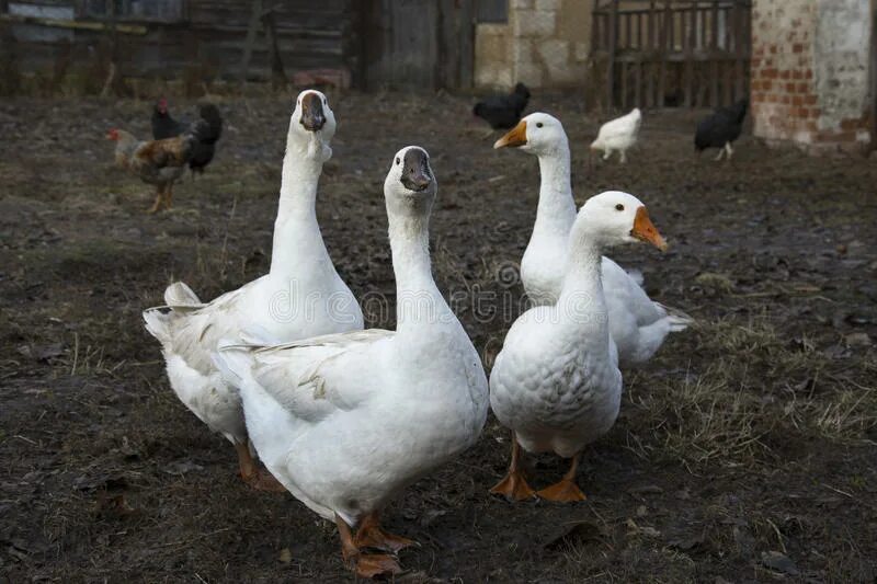 Гуси во дворе. Гусь во дворе. Гусь во дворе. Птичий двор новоусманский район. Гуси во дворе фото.