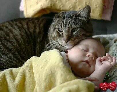 Кошка новорожденного