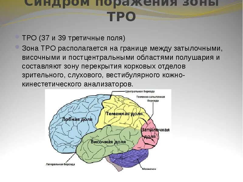 Связаны с деятельностью коры больших полушарий. Синдром поражения теменно-затылочных отделов. доли больших полушарий головного мозга. центры височной доли.
