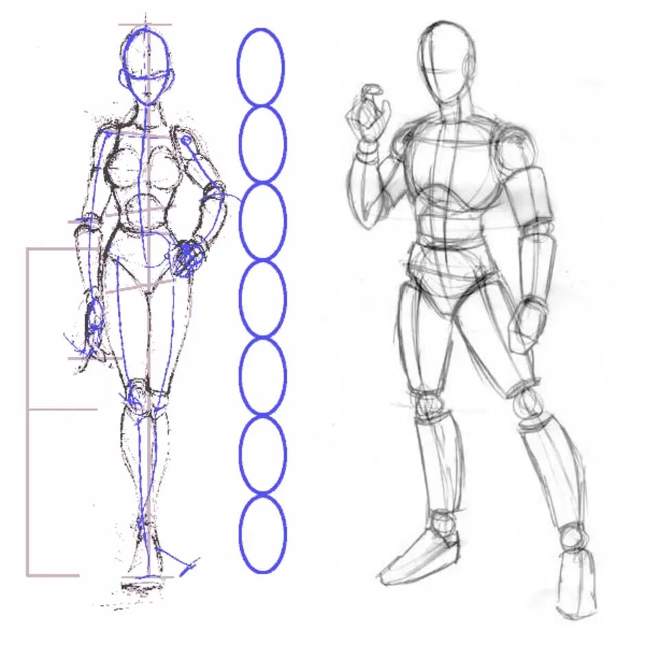 Пропорции тела человека карандашом. Тело для рисования. Анатомия человека для рисования. Анатомия человека рисо.