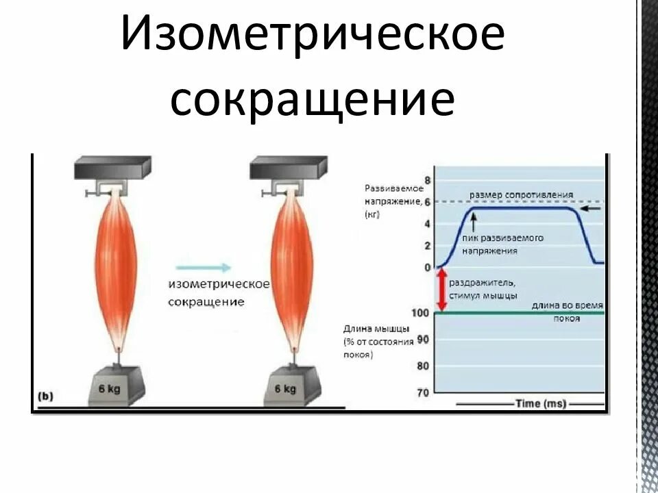 Режимы работы мышц. Изометрическое и изотоническое сокращение. изотоническое и изометрическое сокращение мышц. изометрический режим мышечного сокращения. изометрический тип сокращения мышц.