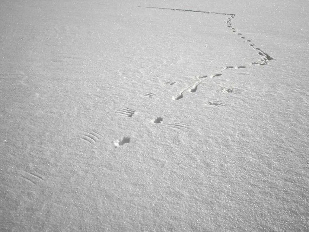 След город. Кошачьи следы на снегу. Следы кошки на снегу. Странные следы на снегу. Человеческие следы на снегу.