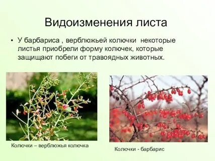 Разнообразие органов