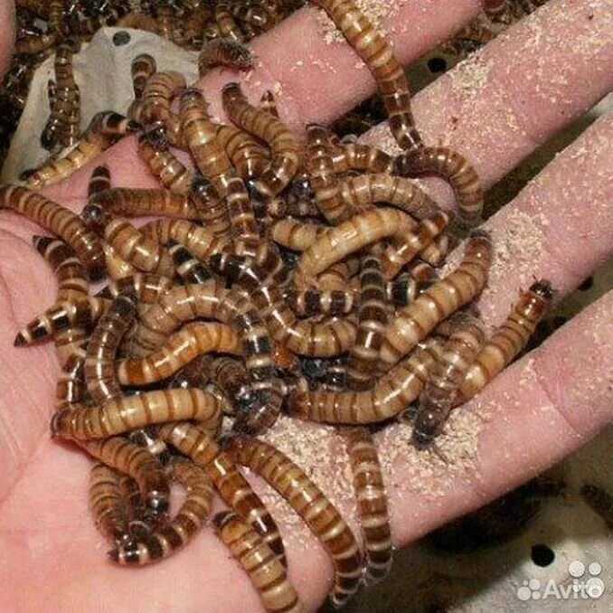 Разные насекомые. Черви и многоножки рисунки. Червяк паук. Жук сколопендра. Червяк паук.