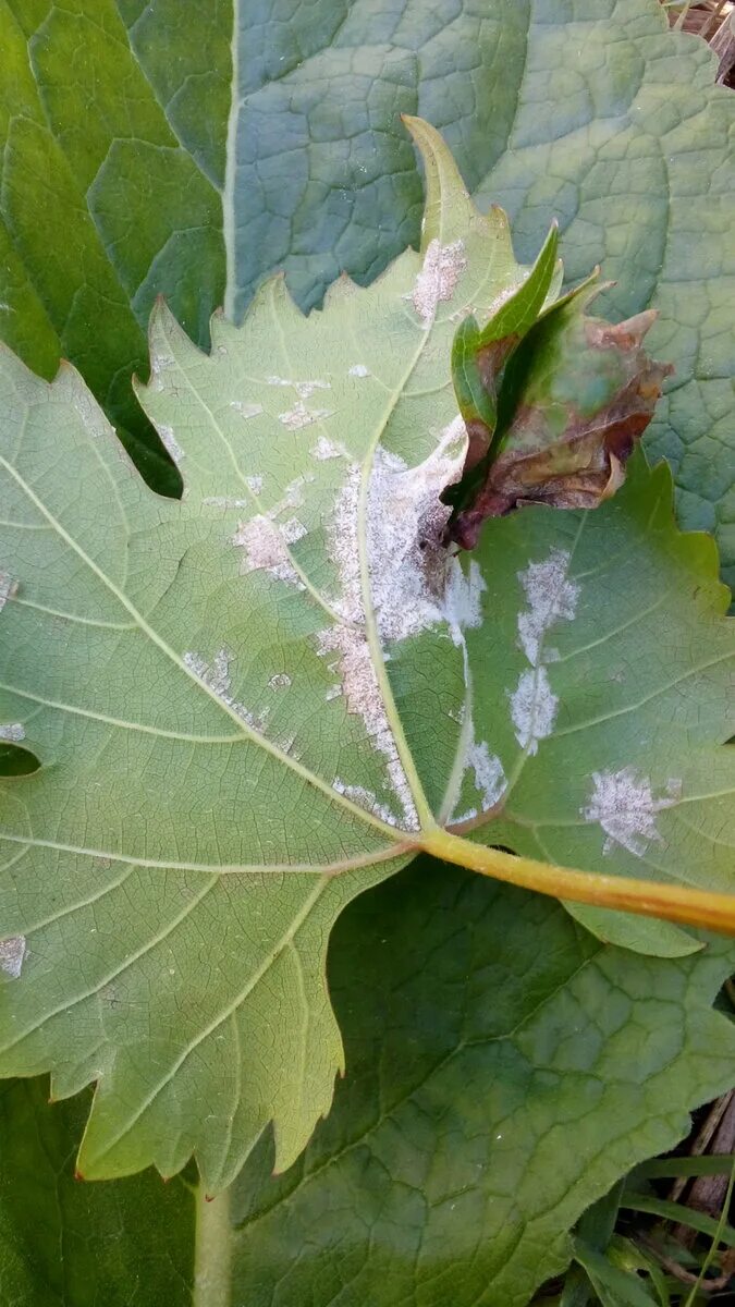 Винограда милдью антракноз. Милдью (ложная мучнистая роса). Милдью как лечить. Мильдью и оидиум. Оидиум листьев винограда.