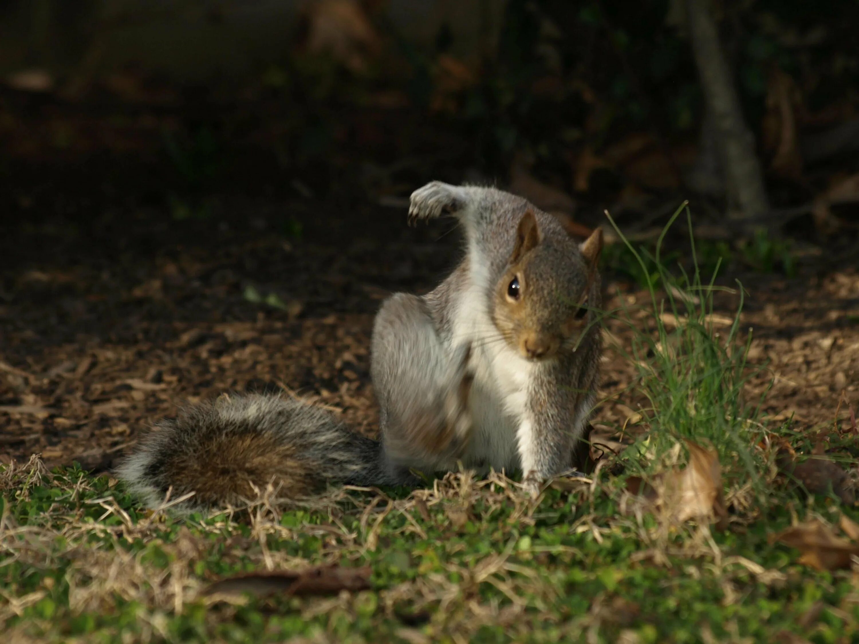 Squirrel updater