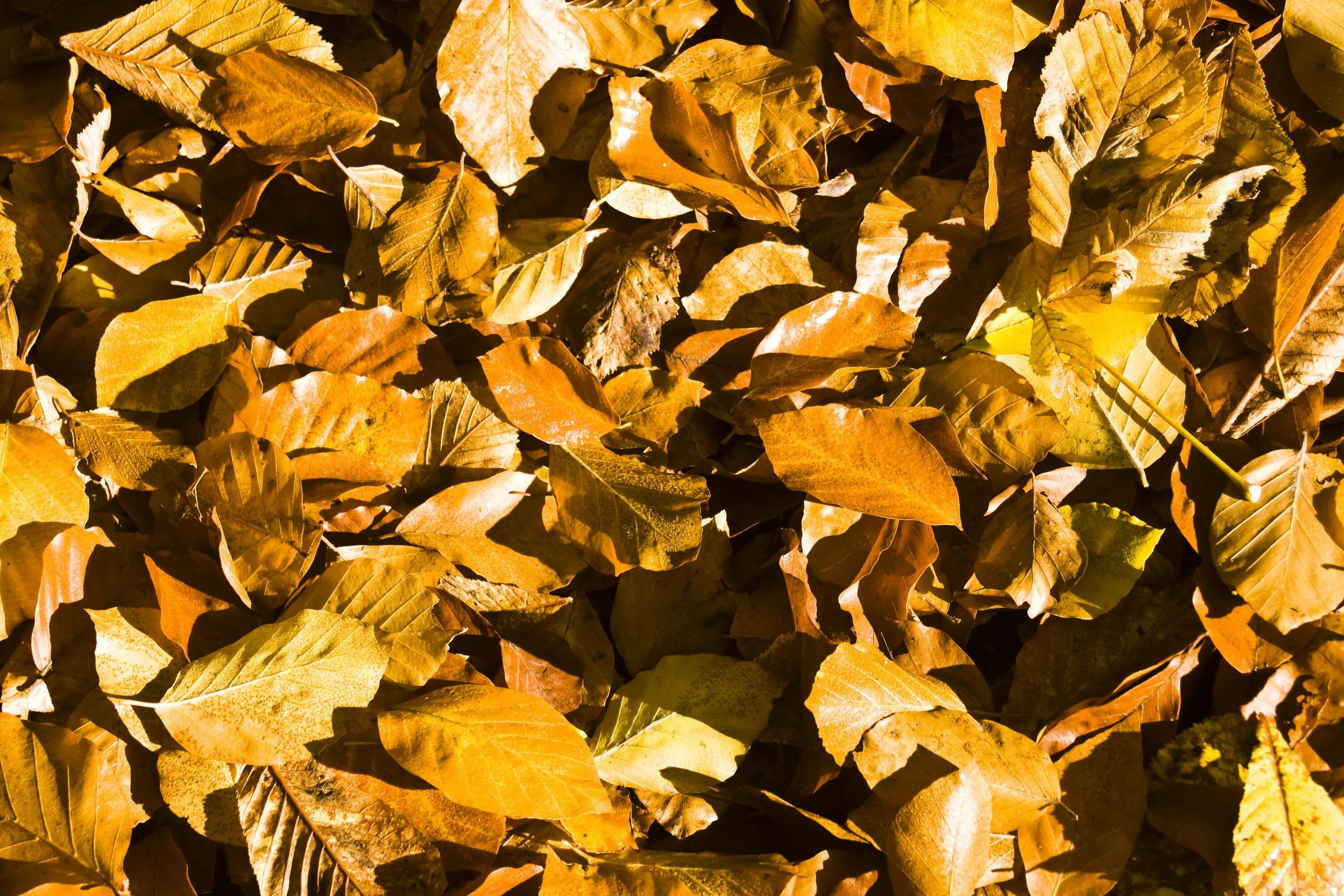 Золотистый листок. Лист золота. Золотистые листья. Золотистая листва осень. Золотые осенние листья.
