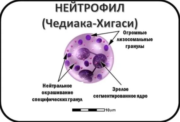 Строение нейтрофила иммунология. Нейтрофилы иммунология. Нейтрофилы иммунология. Фибринолитическая функция нейтрофилов это. Нейтрофилы иммунология.
